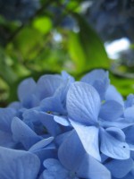 /album/fotogallerij/a2012-08-03-14-52-08-0101-jpg/